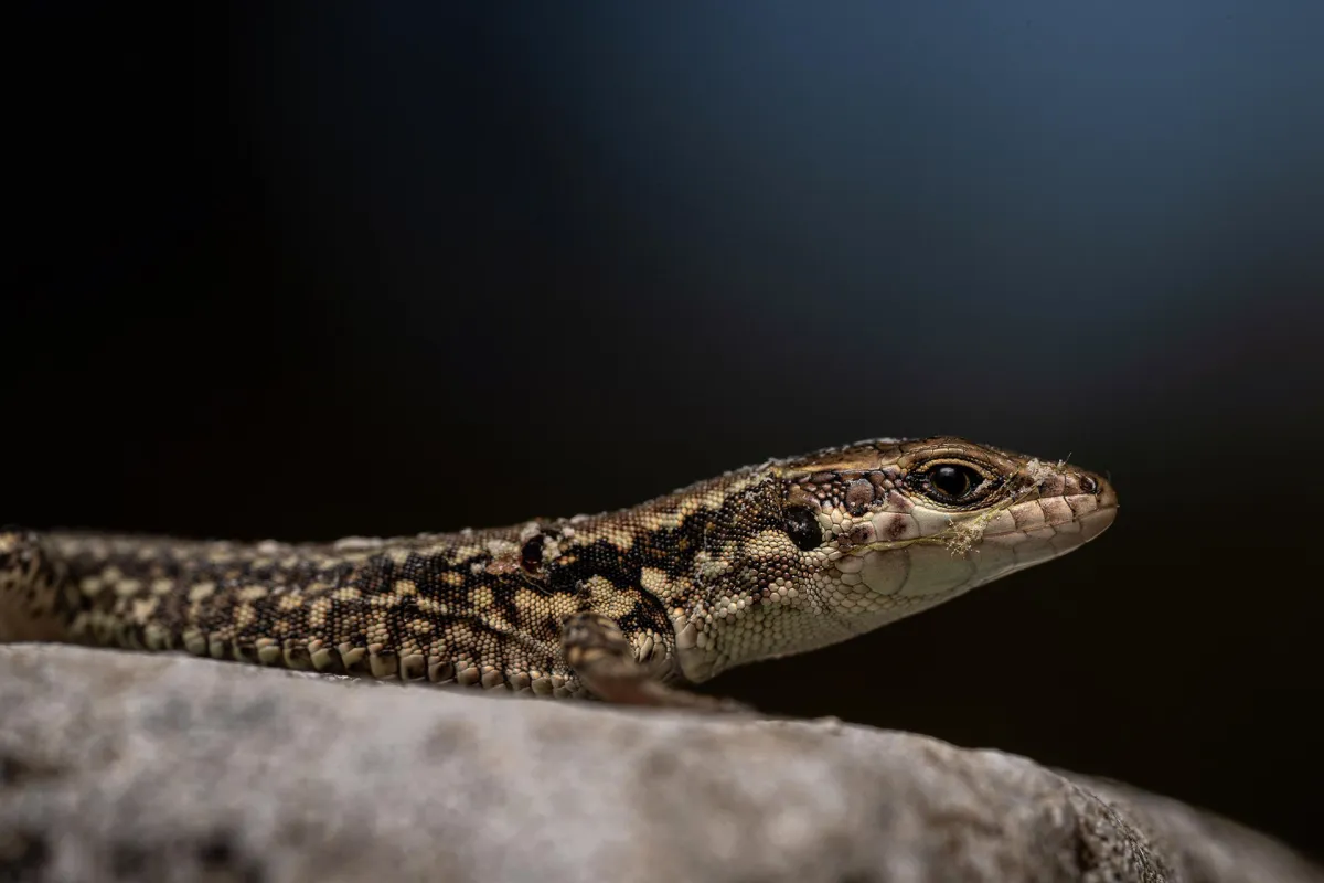 La fauna a Cesi (foto di Riccardo Mattea)