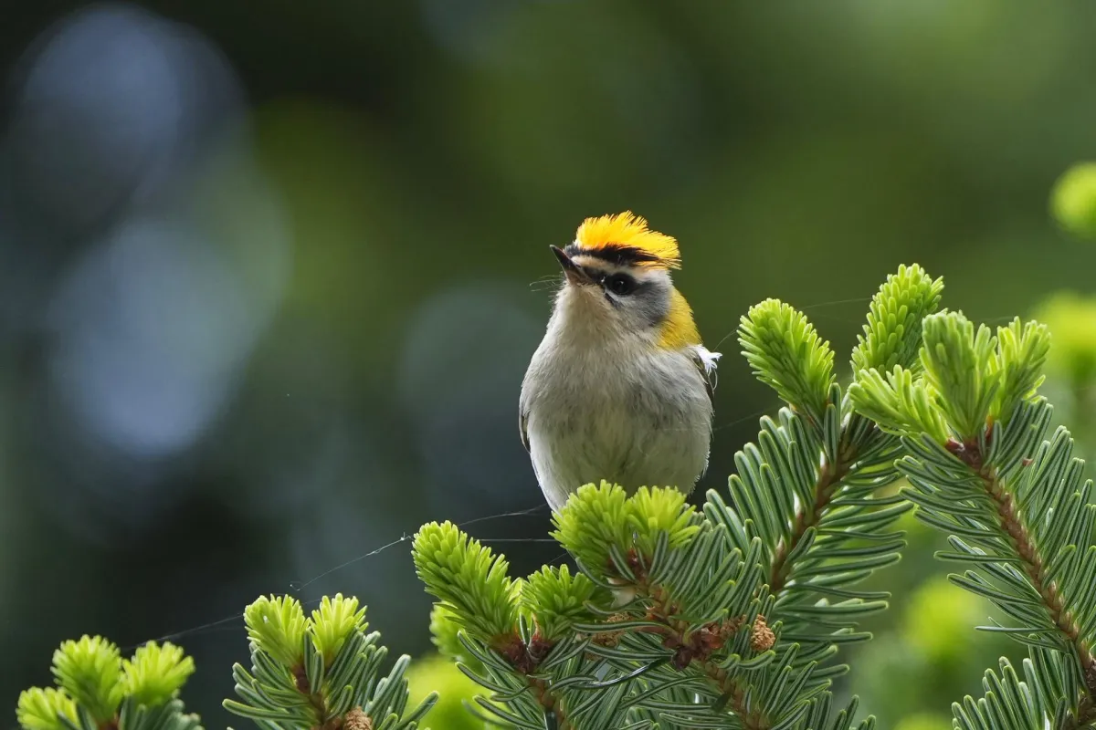 La fauna a Cesi (foto di Riccardo Mattea)