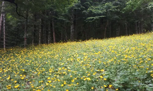 Monti Martani: un immenso orto botanico nel cuore dell’Umbria