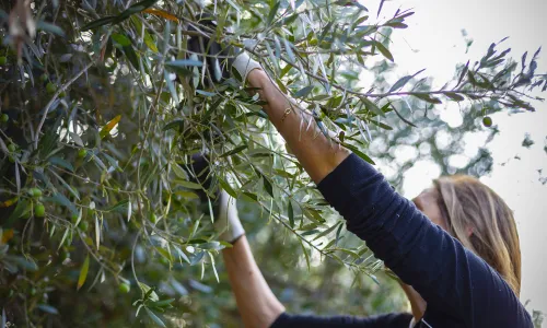 Corso di potatura di ulivi e alberi da frutto