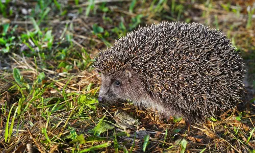 Cesi e la sua fauna: un patrimonio naturale da scoprire