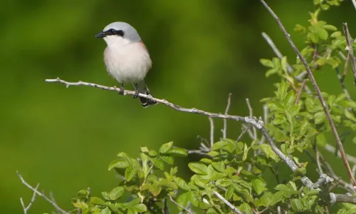 Col Ventoso, le praterie di Cesi che accolgono gli uccelli migratori dell’Appennino
